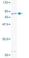 ab163078 on a 12.5% SDS-PAGE stained with Coomassie Blue.