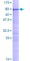 ab163255 on a 12.5% SDS-PAGE stained with Coomassie Blue.