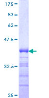 ab153234 on a 12.5% SDS-PAGE stained with Coomassie Blue.