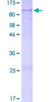 ab163186 on a 12.5% SDS-PAGE stained with Coomassie Blue.