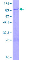 ab165455 on a 12.5% SDS-PAGE stained with Coomassie Blue.