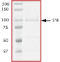 ab60886 on SDS-PAGE, MW ~100 kDa.