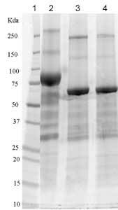 1D SDS-PAGE of ab83575 before and after treatment with glycosidases to remove oligosaccharides. Lane 1 – MW markers; Lane 2 – ab83575; Lane 3 – ab83575 treated with PNGase F to remove potential N-linked glycans; Lane 4 – ab83575 treated with a glycosidase cocktail to remove potential N- and O-linked glycans. 10 µg protein loaded per lane. Drop in MW after treatment with PNGase F indicates presence of N-linked glycans. Additional bands in lane 3 and lane 4 are glycosidase enzymes.