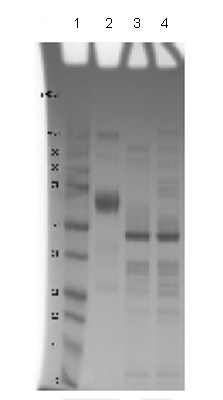 Lane 1: MW markers; Lane 2: IL4R - Fc Chimera; Lane 3: IL4R - Fc Chimera treated with PNGase F to remove potential N-linked glycans; Lane 4: IL4R - Fc Chimera treated with a glycosidase cocktail to remove potential N- and O-linked glycans. Approximately 5 µg of protein was loaded per lane; Gel was stained using Coomassie. Drop in MW after treatment with PNGase F indicates presence of N-linked glycans. Additional bands in lane 3 and lane 4 are glycosidase enzymes.