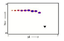 Post-translational modifications result in protein heterogeneity. The densitometry scan demonstrates the purified human cell expressed protein exists in multiple isoforms, which differ according to their level of post-translational modification. Expression of these isoforms is highly significant for cell biology, as they more closely resemble the native human proteins. The triangle indicates theoretical pI and MW of the protein.