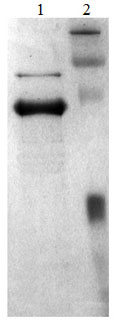 SDS-PAGE analysis of ab170085. Lane 1: 3 µg ab170085 reduced Lane 2: Molecular weight markers