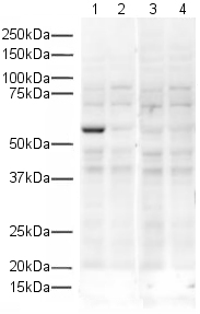 All lanes : Anti-FOXP3 antibody ( ab15590 ) at 1 µg/ml Lane 1 : HEK293 overexpressing mouse FOXP3 Lane 2 : HEK293 overexpressing human FOXP3 Lane 3 : HEK293 overexpressing mouse FOXP3 with Mouse FOXP3 peptide (ab15736) at 1 µg/ml Lane 4 : HEK293 overexpressing human FOXP3 with Mouse FOXP3 peptide (ab15736) at 1 µg/ml Lysates/proteins at 20 µg per lane. Secondary Goat anti-Rabbit HRP at 1/5000 dilution Performed under reducing conditions. Predicted band size : 50 kDa Observed band size : 52 kDa ( why is the actual band size different from the predicted? ) Exposure time : 3 minutes