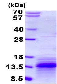 15% SDS-PAGE analysis of ab134632 (3µg)