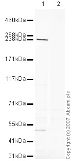 All lanes : Anti-MDC1 antibody ( ab41951 ) at 1 µg/ml Lane 1 : NIH 3T3 (Mouse embryonic fibroblast cell line) Whole Cell Lysate Lane 2 : NIH 3T3 (Mouse embryonic fibroblast cell line) Whole Cell Lysate with Mouse MDC1 peptide (ab41950) at 1 µg/ml Lysates/proteins at 10 µg per lane. Secondary IRDye 680 Conjugated Goat Anti-Rabbit IgG (H+L) at 1/10000 dilution Performed under reducing conditions. Predicted band size : 185 kDa Observed band size : 238 kDa ( why is the actual band size different from the predicted? ) Additional bands at : 50 kDa. We are unsure as to the identity of these extra bands.