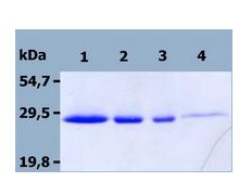 SDS Page analysis of ab56522: 12% separating gel, 6% stacking gel; reducing conditions. Staining with Coomasie Blue. Lane 1 to 4: mouse NTAL recombinant protein: 2 µg, 1 µg, 0.5 µg, 0.2 µg per lane).