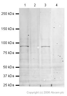 Lanes 1 - 2 : Anti-PIWIL4 antibody ( ab21869 ) at 2 µg/ml Lanes 3 - 4 : Anti-PIWIL4 antibody ( ab21869 ) at 1 µg/ml Lane 1 : Testis (Mouse) Tissue Lysate - normal tissue ( ab4027 ) Lane 2 : Testis (Mouse) Tissue Lysate - normal tissue ( ab4027 ) with Mouse PIWIL4 peptide (ab23535) at 1 µg/ml Lane 3 : Testis (Mouse) Tissue Lysate - normal tissue ( ab4027 ) Lane 4 : Testis (Mouse) Tissue Lysate - normal tissue ( ab4027 ) with Mouse PIWIL4 peptide (ab23535) at 1 µg/ml Lysates/proteins at 20 µg per lane. Secondary Rabbit IgG secondary antibody ( ab28446 ) at 1/10000 dilution Performed under reducing conditions. Predicted band size : 98 kDa Observed band size : 98 kDa See Abreview