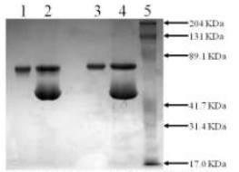 10% SDS-PAGE showing ab92723 Lane 1 ab92723 (3µg) Non-reduced Lane 2 ab92723 (3µg) + PAI-1 (stable mutant form) (10µg) Non-reduced Lane 3 ab92723 (3µg) Reduced Lane 4 ab92723 (3µg) + PAI-1 (stable mutant form) (10µg) Reduced Lane 5 Prestained standard