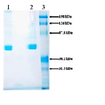 10% SDS PAGE analysis of ab92748. Lane 1. 3ug ab92748 non reduced. Lane 2. 3ug ab92748 reduced. Lane 3. Prestained standard.