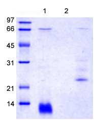 14% SDS-PAGE separation of Rat Trefoil Factor 3. Lane 1: reduced and boiled sample, 5µg/lane. Lane 2: non-reduced and non-boiled sample, 5µg/lane.