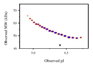 The densitometry scan demonstrates the purified human cell expressed protein exists in multiple isoforms, which differ according to their level of post-translational modification. The triangle indicates theoretical pI and MW of the protein.