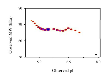 Post-translational modifications result in protein heterogeneity. The densitometry scan demonstrates that ab83541 exists in multiple isoforms, which differ according to their level of post-translational modification. Expression of these isoforms is highly significant for cell biology, as they more closely resemble the native human proteins. The triangle indicates theoretical pI and MW of the protein.