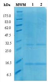 SDS-PAGE analysis of ab129037. Samples were loaded in 15% SDS-polyacrylamide gel and stained with Coomassie blue. MWM: Molecular weight marker (kDa); lane 1-2 contain 0.3µg of ab129037. (Under reducing conditions,~ 13kDa monomer and ~ 26kDa homodimers)