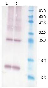 All lanes : Anti-TGF beta 2 Lane 1 : Active human TGF beta 2 full length protein (ab129037) Lane 2 : Active human TGF beta 2 full length protein (ab129037) Lysates/proteins at 0.2 µg per lane. Performed under reducing conditions.