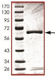 SDS-PAGE showing ab105908 at approximately 66kDa.