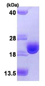 ab95319 at 3 µg on an SDS-PAGE gel (15%).