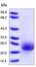Reduced SDS-PAGE showing ab168884 with overnight Coomassie Blue staining.