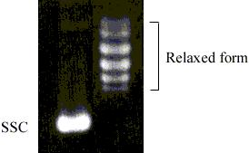 A unit of topo I incubated with 0.2 µ g pGEM 5Z DNA in 30 min at 37ºC.