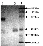 10% SDS-PAGE Lane 1: TPA Tissue Plasminogen Activator (3 ug) Non-reduced Lane 2: TPA Tissue Plasminogen Activator (3 ug) Reduced Lane 3: Prestained Standard