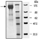 10% SDS-PAGE analysis of 7 µg ab196090 with Coomassie staining.