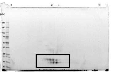 A sample of ab88348 without carrier protein was reduced and alkylated and focused on a 3-10 IPG strip then run on a 4-20% Tris-HCl 2D gel. Approximately 40 µg of protein was load. Multiple spot trains indicate the presence of multiple isoforms of ab88348. Spots within both spot trains were cut from the gel and identified as ab88348 by protein mass fingerprinting.