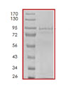 SDS-PAGE showing ab84771 at approximately 94kDa.