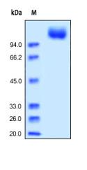 SDS-PAGE of reduced ab155628 stained overnight with Coomassie Blue. DTT-reduced protein migrates as 100-110 kDa protein due to glycosylation.