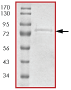 ab63192 on SDS-PAGE. Molecular Weight: ~79 kDa.