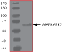 ab60307 on SDS-PAGE.