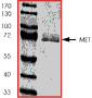 ab60334 on SDS-PAGE, MW ~74kDa.