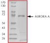 ab60327 on SDS-PAGE, MW ~71kDa.