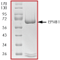 ab56257 on SDS-PAGE, MW 62kDa.