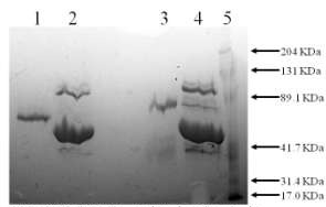 10% SDS-PAGE Lane 1: ab92715 (3µg) Non-reduced Lane 2: ab92715 (3µg) + Mouse PAI (10µg) Non-reduced Lane 3: ab92715 (3µg) Reduced Lane 4: ab92715 (3µg) + Mouse PAI (10µg) Reduced Lane 5: Pre-stained marker