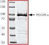 ab60755 on SDS-PAGE, MW ~100kDa.