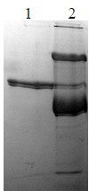 10% SDS-PAGE showing ab92600 Lane 1 TPA Tissue Plasminogen Activator (5µg) Non-reduced Lane 2 TPA Tissue Plasminogen Activator (5µg) + PAI-1 (15µg) Non-reduced