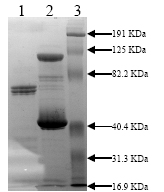 10% SDS-PAGE Lane 1: TPA Tissue Plasminogen Activator (3ug) Non-reduced Lane 2: TPA Tissue Plasminogen Activator (3ug) + PAI-1 (12ug) Non-reduced Lane 3: Prestained Standard