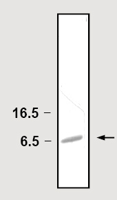 ab82731 at 1µg on SDS-PAGE.