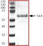 ab60887 on SDS-PAGE, MW ~66 kDa.