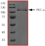ab60839 on SDS-PAGE, MW ~103 kDa.