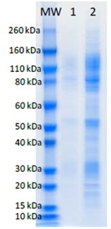 SDS-PAGE analysis of 1 μg and 5 μg (lanes 1, 2 respectively) of ab190126 under denaturing and reducing conditions.