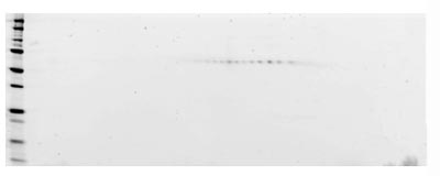 A sample of ab83676 without carrier protein was reduced and alkylated and focused on a 3-10 IPG strip then run on a 4-20% Tris HCl 2D gel. 40 μg protein loaded per lane; Deep Purple™ stained. Spot train indicates presence of multiple isoforms of the Chimera. Spots within the spot train were cut from the gel and identified as the Chimera by protein mass fingerprinting.