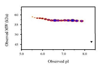 Post-translational modifications result in protein heterogeneity. The densitometry scan demonstrates the purified ab83676 exists in multiple isoforms, which differ according to their level of post-translational modification. Expression of these isoforms is highly significant for cell biology, as they more closely resemble the native human proteins. Triangle indicates theoretical pI and MW of the protein.