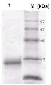 SDS-PAGE of 2 µ g PrPc (lane 1)