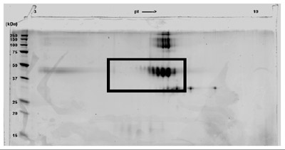 A sample of ab83547 without carrier protein was reduced and alkylated and focused on a 3-10 IPG strip then run on a 4-20% Tris-HCl 2D gel. Approximately 40 μg of protein was loaded; Gel was stained using Deep Purple™. The spot train indicates the presence of multiple isoforms of ab83547. Spots within the spot train were cut from the gel and identified as ab83547 by protein mass fingerprinting.