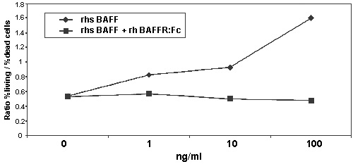 ab157066 used to show rhBAFF-R:Fc inhibits rhsBAFF-mediated activation of freshly isolated mouse splenocytes.