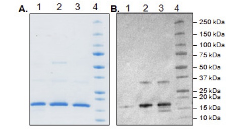 Image A: SDS-PAGE with Coomassie blue showing: Lane 1: Unbiotinylated BirA Lane 2: ab198449 Lane 3: BRD4-Avi-biotin control Lane 4: Protein markers Image B. Shows the corresponding Western blot probed with Streptavidin-HRP and developed with ECL reagent.